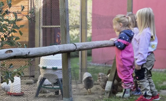 Drei Kinder stehen am Hühnergehege der Kita Kunterbunt und beobachten die Hühner.