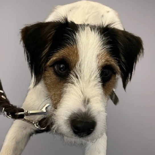 Nelson ist ein kleiner Hund. Er ist ein Terrier und hat weißes Fell mit schwarzen und braunen Flecken an den Ohren und im Gesicht.